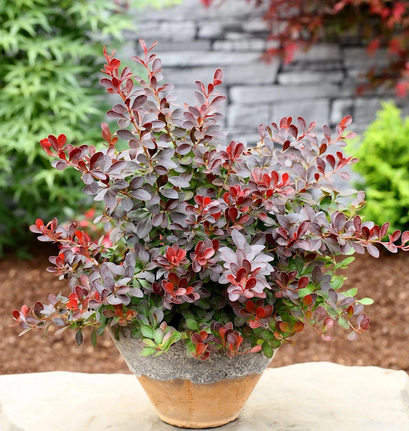 Kleine Blutbeberitze 25-30cm - Berberis Thunbergii Atropurpurea Nana 3 Kleine Blutbeberitze 25-30cm - Berberis Thunbergii Atropurpurea Nana