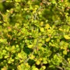 Gelbe Zwergbeberitze 25-30cm - Berberis Thunbergii 2 Gelbe Zwergbeberitze 25-30cm - Berberis Thunbergii -Gartengrünpflanzen Geschäft Berberis thunbergii Aurea 1 1 1