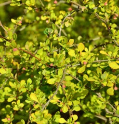 Gelbe Zwergbeberitze 25-30cm - Berberis Thunbergii