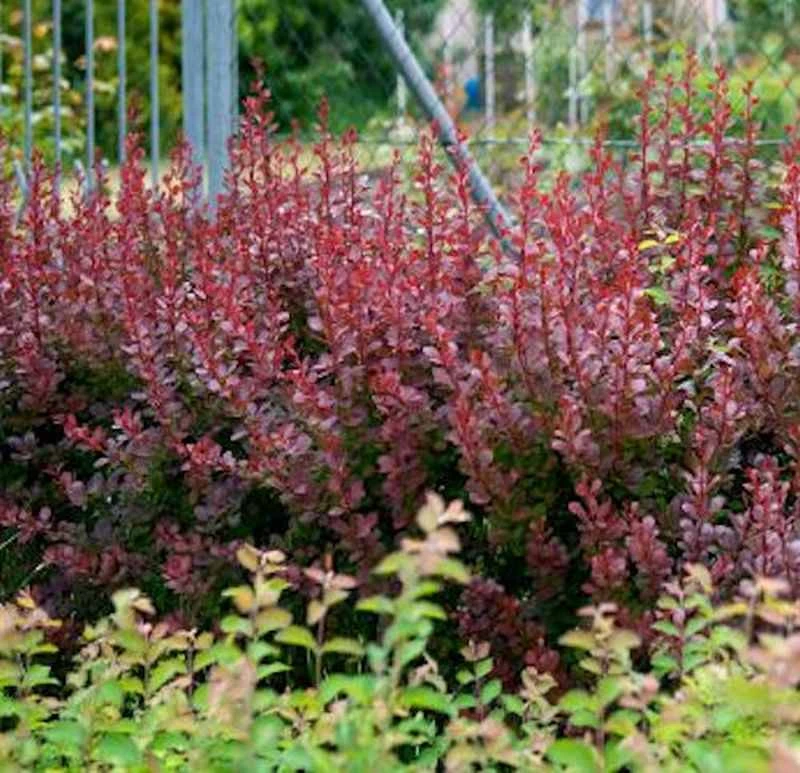 Beberitze Concorde 20-25cm - Berberis Thunbergii 3 Beberitze Concorde 20-25cm - Berberis Thunbergii