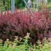 Beberitze Concorde 25-30cm - Berberis Thunbergii -Gartengrünpflanzen Geschäft Berberis thunbergii Concorde BLWS303216