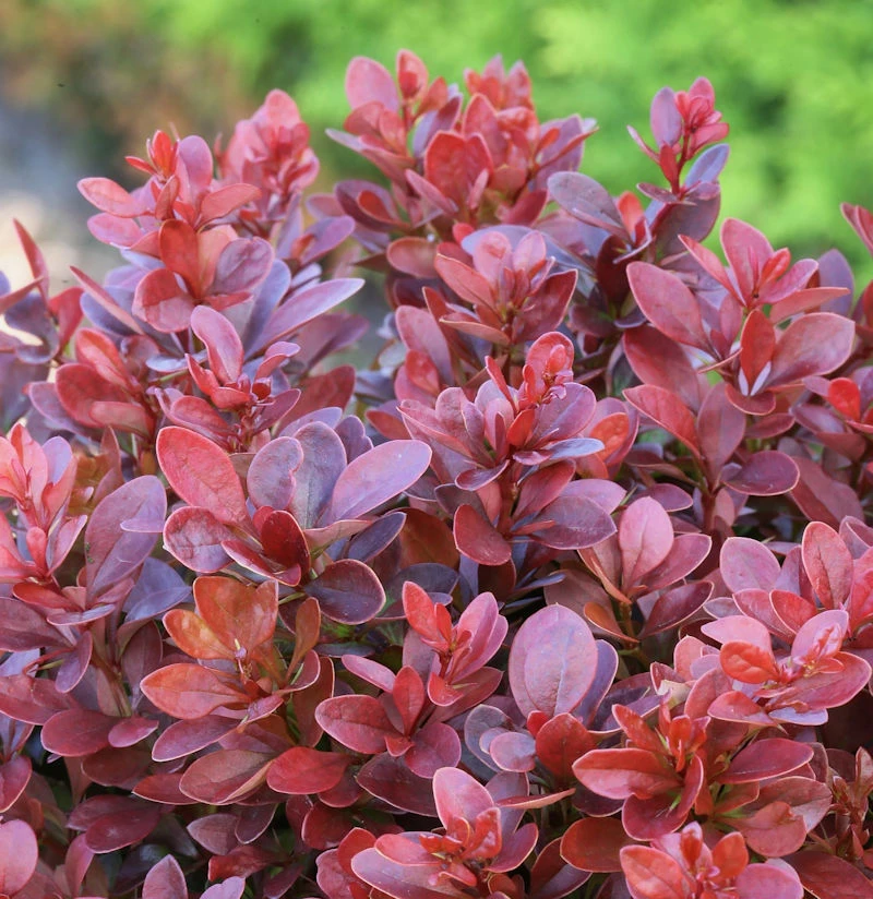 Beberitze Fire Ball® 15-20cm - Berberis Thunbergii 3 Beberitze Fire Ball® 15-20cm - Berberis Thunbergii