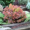Beberitze Golden Ring 40-60cm - Berberis Thunbergii -Gartengrünpflanzen Geschäft Berberis thunbergii GoldenRing 1
