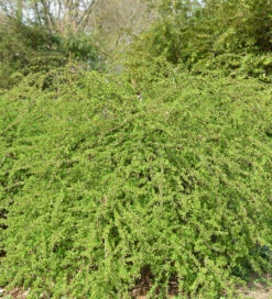Teppich Beberitze Green Carpet 40-60cm - Berberis Thunbergii