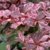 Beberitze Harlequin 20-30cm - Berberis Thunbergii -Gartengrünpflanzen Geschäft Berberis thunbergii Harlequin 1
