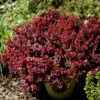 Berberis Lutin Rouge® 10-15cm - Berberis Thunbergii 2 Berberis Lutin Rouge® 10-15cm - Berberis Thunbergii -Gartengrünpflanzen Geschäft Berberis thunbergii Lutin Rouge1 1