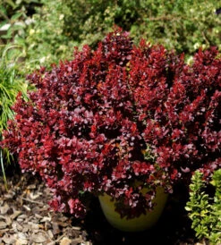 Berberis Lutin Rouge® 10-15cm - Berberis Thunbergii