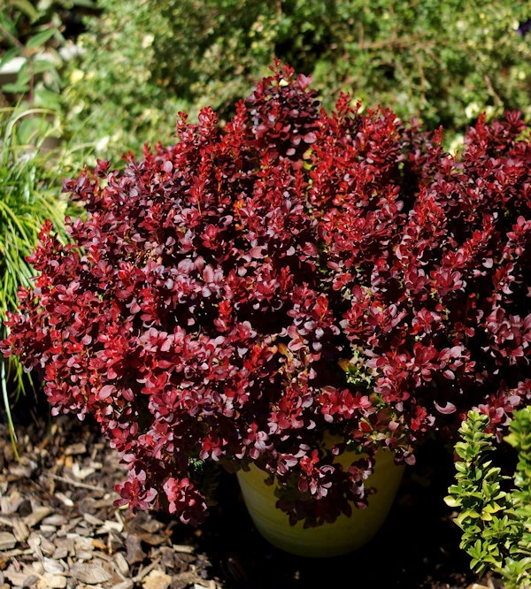 Berberis Lutin Rouge® 10-15cm - Berberis Thunbergii 3 Berberis Lutin Rouge® 10-15cm - Berberis Thunbergii