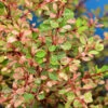Zwerg Berberitze Natasza 15-20cm - Berberis Thunbergii -Gartengrünpflanzen Geschäft Berberis thunbergii Natasza