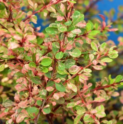 Zwerg Berberitze Natasza 15-20cm - Berberis Thunbergii