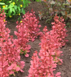 Säulen Beberitze Orange Sunrise 15-20cm - Berberis Thunbergii