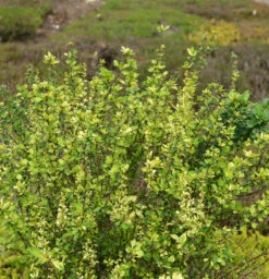 Beberitze Powwow 30-40cm - Berberis Thunbergii