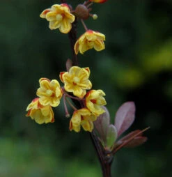 Beberitze Red Chief 60-80cm - Berberis Thunbergii