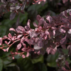 Beberitze Rose Glow 30-40cm - Berberis Thunbergii