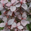 Beberitze Summer Chocolate® 15-20cm - Berberis Thunbergii -Gartengrünpflanzen Geschäft Berberis thunbergii Summer Chocolate