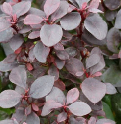 Beberitze Summer Chocolate® 15-20cm - Berberis Thunbergii
