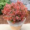 Beberitze Admiration® 15-20cm - Berberis Thunbergii 2 Beberitze Admiration® 15-20cm - Berberis Thunbergii -Gartengrünpflanzen Geschäft Berberis thunbergiiAdmiration