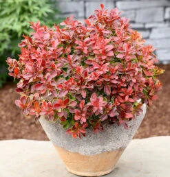 Beberitze Admiration® 15-20cm - Berberis Thunbergii
