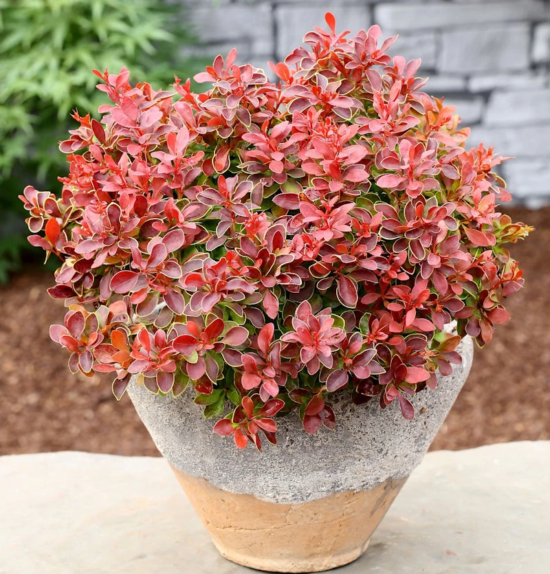 Beberitze Admiration® 15-20cm - Berberis Thunbergii 3 Beberitze Admiration® 15-20cm - Berberis Thunbergii