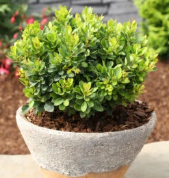 Beberitze Kobold 20-25cm - Berberis Thunbergii