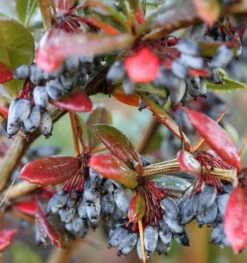 Großblättrige Berberitze 100-125cm - Berberis Julianae