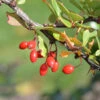 Grüne Heckenbeberitze 80-100cm - Berberis Thunbergii 1 Grüne Heckenbeberitze 80-100cm - Berberis Thunbergii -Gartengrünpflanzen Geschäft Berberisthunbergii