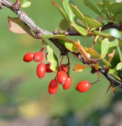 Grüne Heckenbeberitze 80-100cm - Berberis Thunbergii