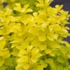 Goldberberitze Maria® 20-25cm - Berberis Thunbergii -Gartengrünpflanzen Geschäft BerberisthunbergiiMaria