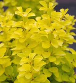 Goldberberitze Maria® 20-25cm - Berberis Thunbergii