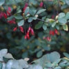 Sauerdorn 80-100cm - Berberis Vulgaris -Gartengrünpflanzen Geschäft Berberisvulgaris
