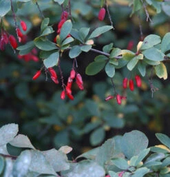 Sauerdorn 80-100cm - Berberis Vulgaris