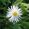 Scheinaster Snowbank - Boltonia Asteroides -Gartengrünpflanzen Geschäft Boltonia asteroides Snowbank