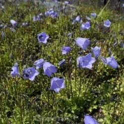 Zwergglockenblume Bavaria Blue - Campanula Cochleariifolia