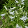 Waldglockenblume Alba - Campanula Latifolia -Gartengrünpflanzen Geschäft Campanula latifolia var Macrantha Alba 1