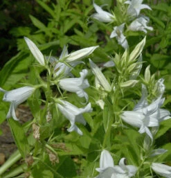 Waldglockenblume Alba - Campanula Latifolia