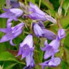 Waldglockenblume - Campanula Latifolia -Gartengrünpflanzen Geschäft Campanula latifolia var Macrantha 1