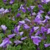 Teppich Glockenblume Birch - Campanula Portenschlagiana 2 Teppich Glockenblume Birch - Campanula Portenschlagiana -Gartengrünpflanzen Geschäft Campanula portenschlagiana Birch