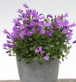 Teppich Glockenblume Resholt - Campanula Portenschlagiana