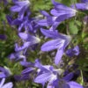 Glockenblume Stella - Campanula Poscharskyana -Gartengrünpflanzen Geschäft Campanula poscharskyana Stella 1