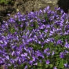 Glockenblume Templiner Teppich - Campanula Poscharskyana -Gartengrünpflanzen Geschäft Campanula poscharskyana TemplinerTeppich