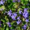 Glockenblume - Campanula Poscharskyana -Gartengrünpflanzen Geschäft Campanula poscharskyana 1