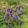 Punktierte Glockenblume Sarastro - Campanula Punctata 2 Punktierte Glockenblume Sarastro - Campanula Punctata -Gartengrünpflanzen Geschäft Campanula punctata Sarastro1