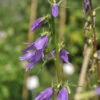 Rapunzelglockenblume - Campanula Rapunculoides 2 Rapunzelglockenblume - Campanula Rapunculoides -Gartengrünpflanzen Geschäft Campanularapunculoides