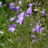 Rundblättrige Glockenblume - Campanula Rotundifolia -Gartengrünpflanzen Geschäft Campanularotundifolia