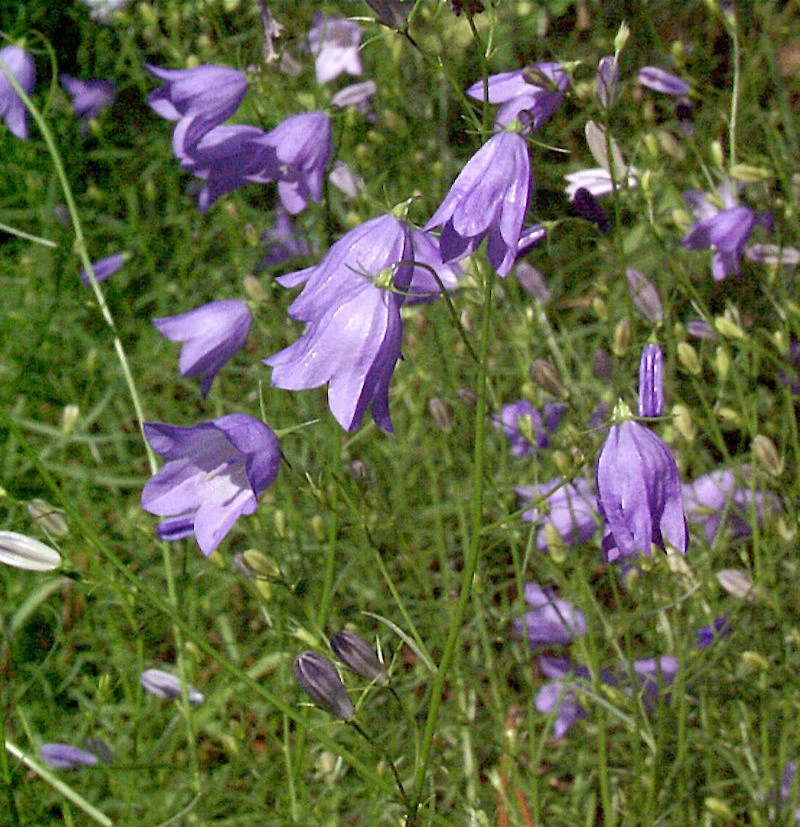 Rundblättrige Glockenblume - Campanula Rotundifolia 3 Rundblättrige Glockenblume - Campanula Rotundifolia