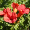 Trompetenblume Flamenco 40-60cm - Campsis Radicans -Gartengrünpflanzen Geschäft Campsis radicans Flamenco 1