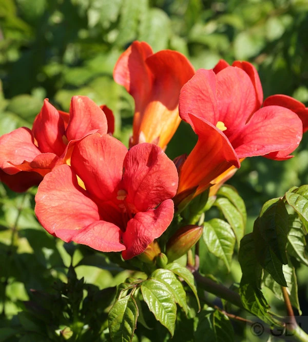 Trompetenblume Flamenco 100-125cm - Campsis Radicans 3 Trompetenblume Flamenco 100-125cm - Campsis Radicans
