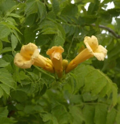 Trompetenblume Golden Trumpet 80-100cm - Campsis Grandiflora