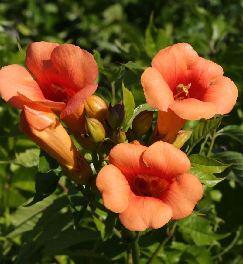 Trompetenblume Indian Summer® 40-60cm - Campsis Radicans 3 Trompetenblume Indian Summer® 40-60cm - Campsis Radicans