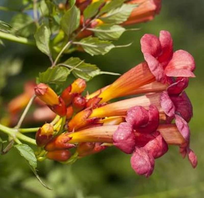 Trompetenblume Stromboli 40-60cm - Campsis Radicans 3 Trompetenblume Stromboli 40-60cm - Campsis Radicans